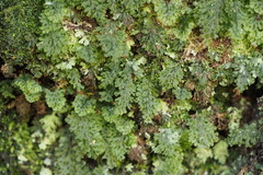 Hymenophyllum barbatum