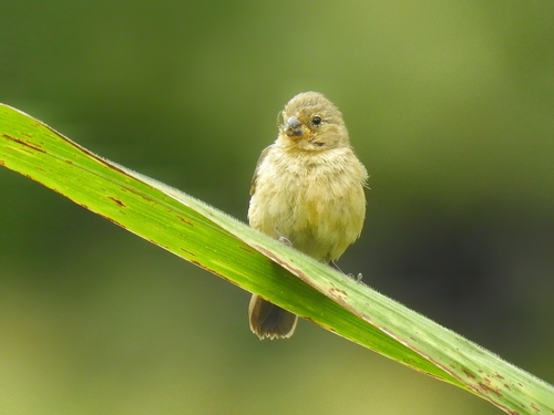 Chestnut-bellied Seedeater (Sporophila castaneiventris), photo 4