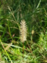 Setaria sphacelata torta