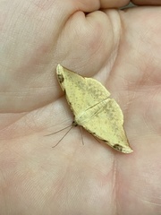 Luxiaria phyllosaria