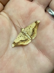 Luxiaria phyllosaria