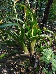 Tillandsia polystachia