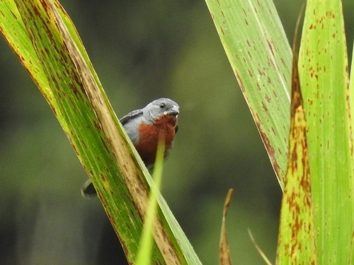 Chestnut-bellied Seedeater (Sporophila castaneiventris), photo 7