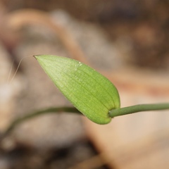 Eriochilus dilatatus