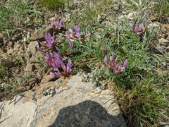 Astragalus suprapilosus