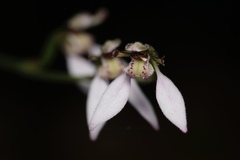 Eriochilus dilatatus