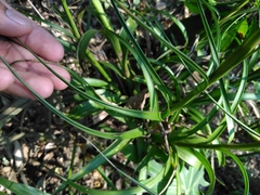 Tillandsia polystachia