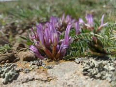Astragalus suprapilosus