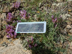 Astragalus suprapilosus