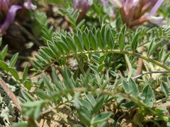 Astragalus suprapilosus