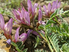Astragalus suprapilosus