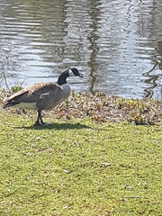 Branta canadensis