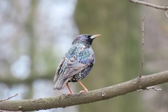 Sturnus vulgaris