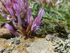 Astragalus suprapilosus