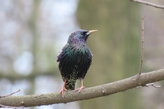 Sturnus vulgaris