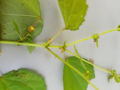 Triumfetta pentandra pentandra