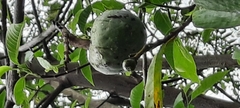 Magnoliopsida