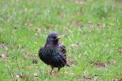 Sturnus vulgaris