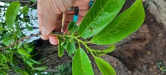 Magnoliopsida