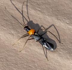 Pseudoxenetus regalis