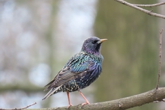 Sturnus vulgaris