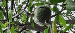 Magnoliopsida