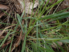 Dactylis glomerata lobata