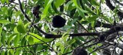 Magnoliopsida