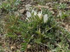 Astragalus rupifragus