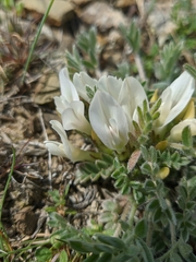 Astragalus rupifragus