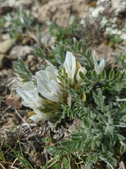 Astragalus rupifragus