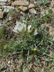 Astragalus rupifragus