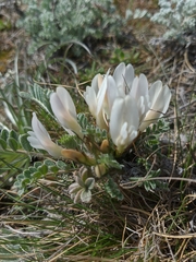 Astragalus rupifragus