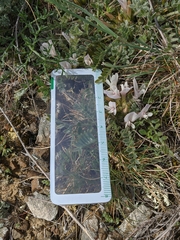 Astragalus rupifragus
