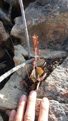 Adromischus inamoenus