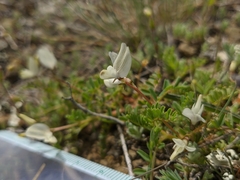 Astragalus guttatus