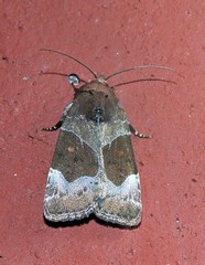 Hampsonodes mastoides