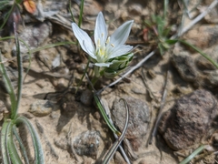 Ornithogalum