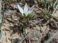 Ornithogalum