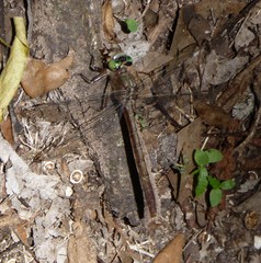 Arigomphus pallidus