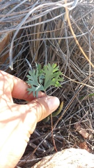 Pelargonium pillansii
