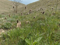 Alopecurus vaginatus