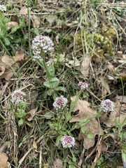 Noccaea caerulescens