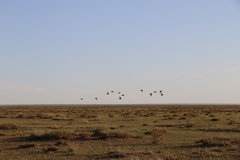 Syrrhaptes paradoxus