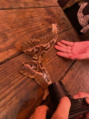 Attacus atlas formosanus