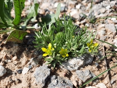 Ceratocephala falcata
