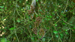 Eriophyes paratrophis