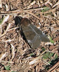 Hampsonodes mastoides