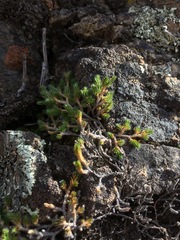 Selaginella wallacei