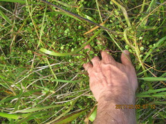 Muehlenbeckia complexa